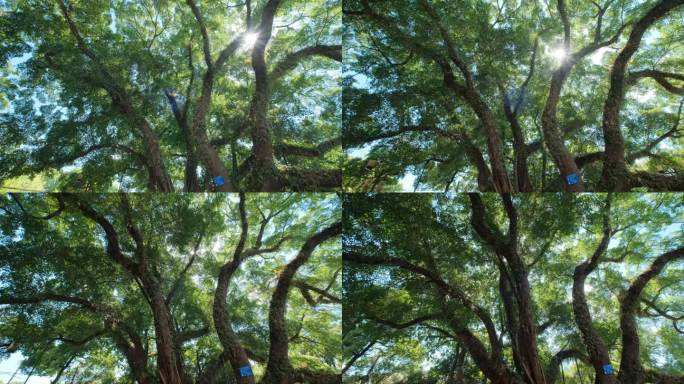 校园夏天阳光仰拍树林樟树