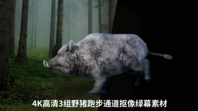 4K野猪跑步循环绿幕抠像动画