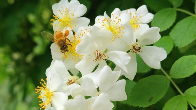 4K 蜜蜂采蜜 白色蔷薇花开