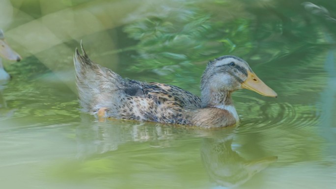 一群散养土鸭水鸭鸭子水中游玩