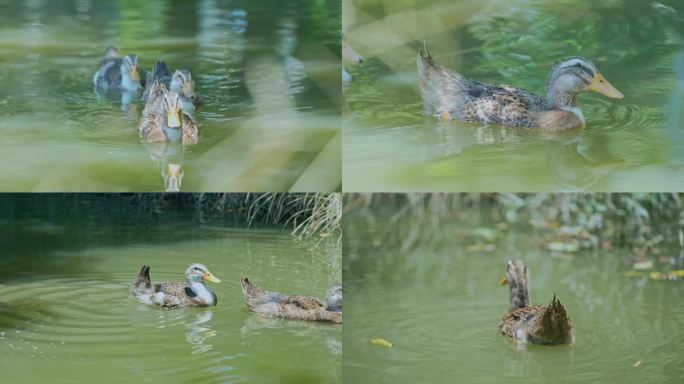 一群散养土鸭水鸭鸭子水中游玩