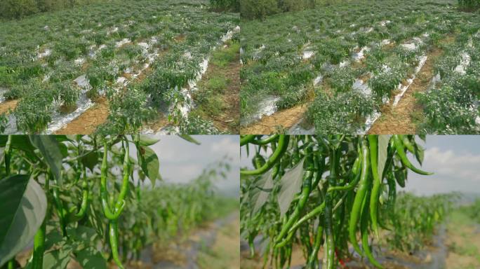 青椒 辣椒 蔬菜基地