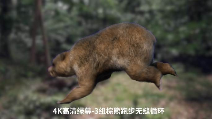 4K熊跑步循环动画绿幕抠像