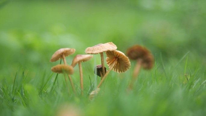 春天大自然里雨后的草地生长着几朵蘑菇