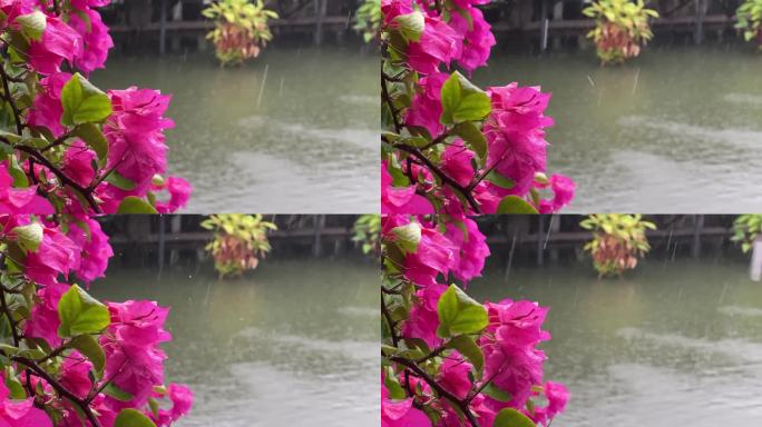 夏季风雨中的红花