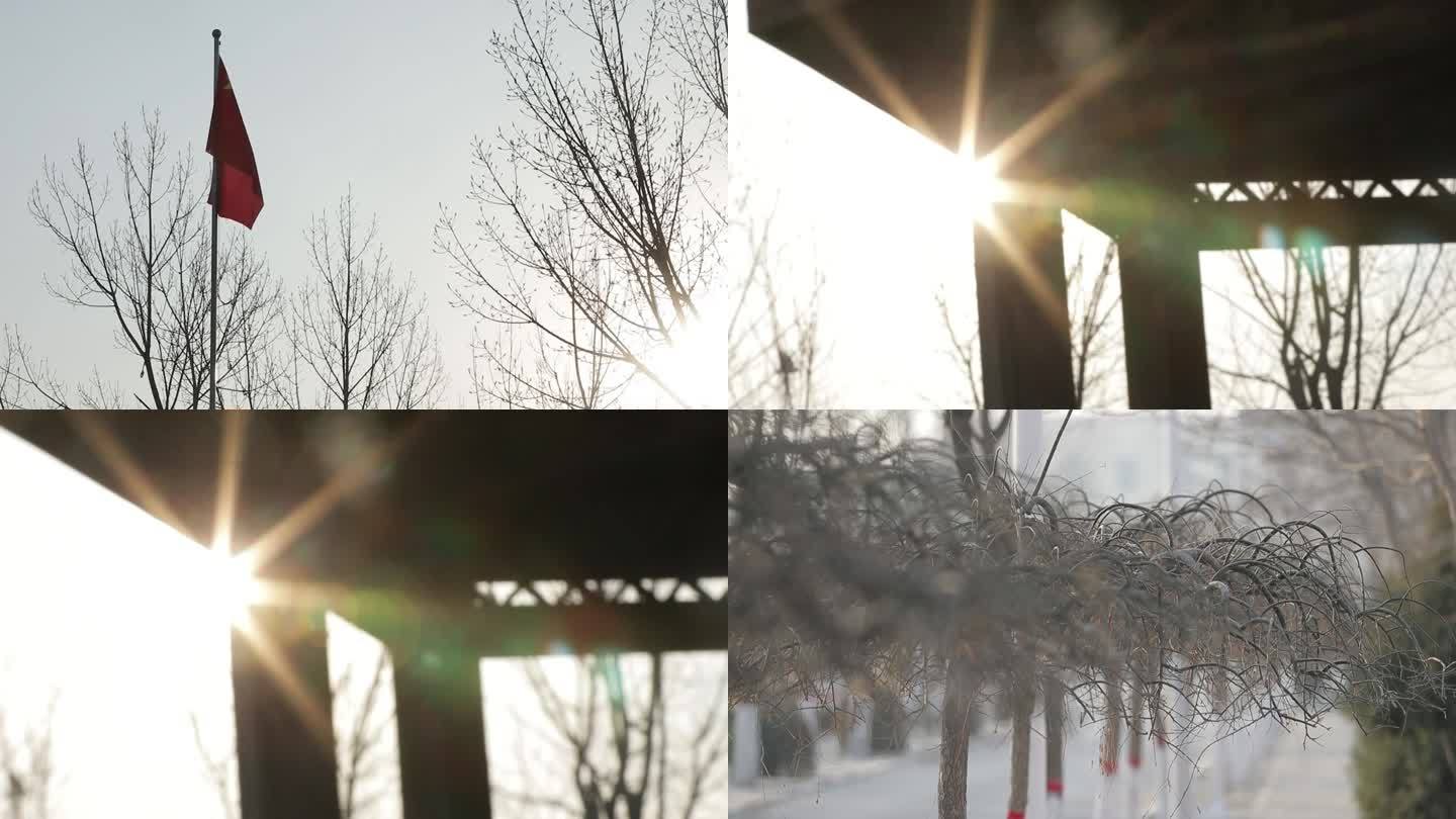 宁夏绿化乔木在太阳下镜头