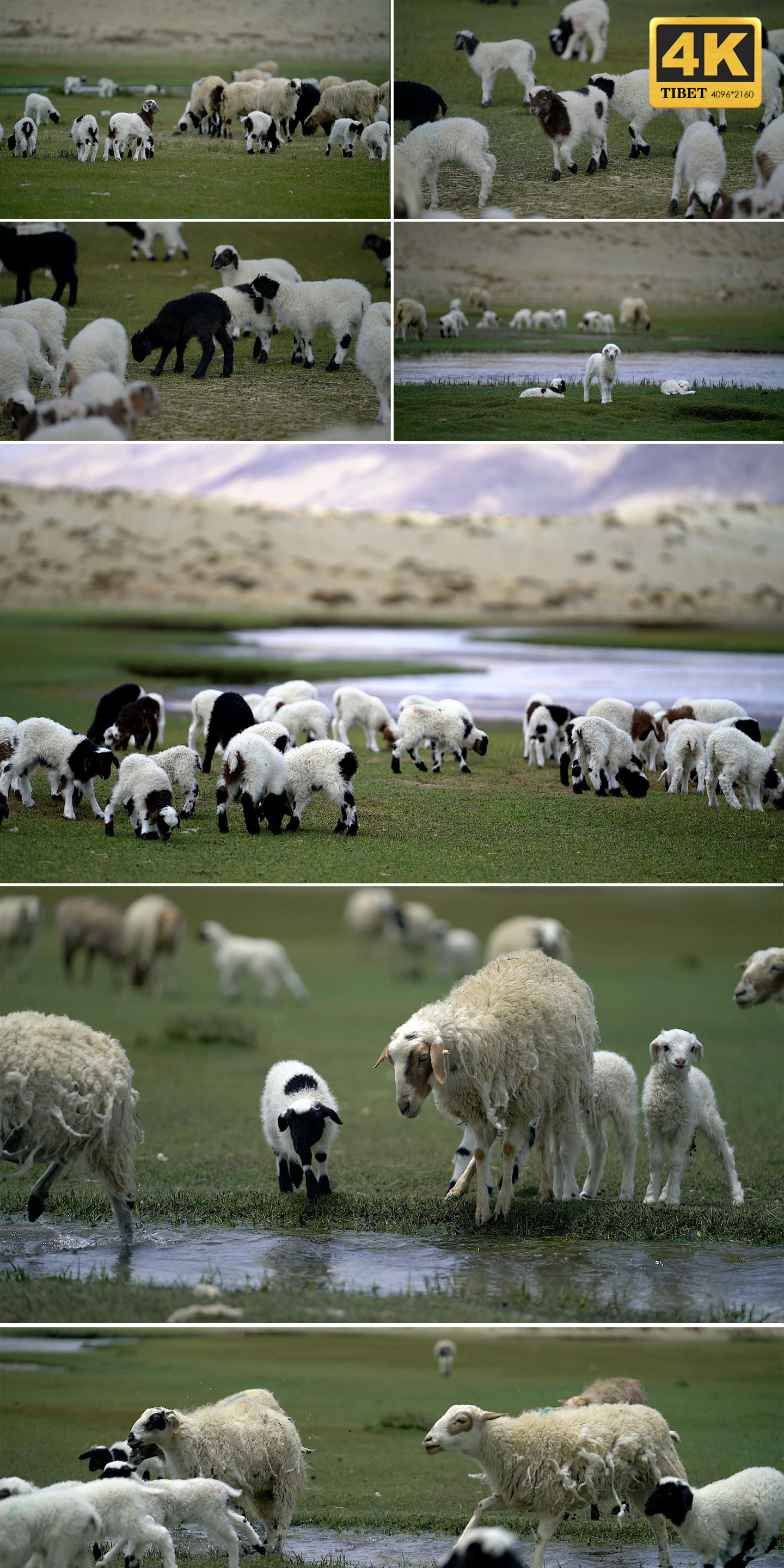 岗巴羊 日喀则 羊群 羊羔 可爱 小羊