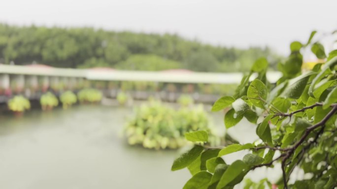 夏天风雨中公园里地绿色枝叶