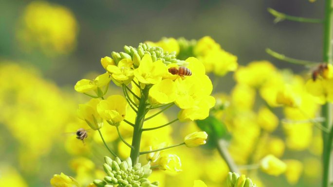 蜜蜂在春天的油菜花田野里飞舞采蜜慢镜头