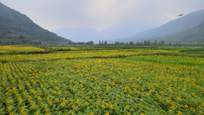 美丽雄伟山脚下的向日葵花航拍