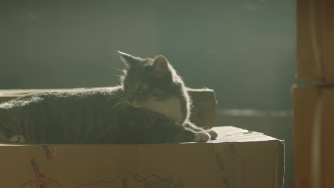 货箱上的猫