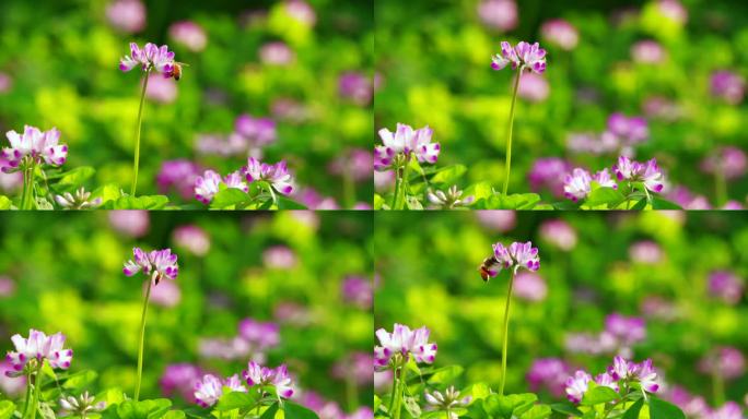 蜜蜂在春天的田野里飞舞采蜜慢镜头特写