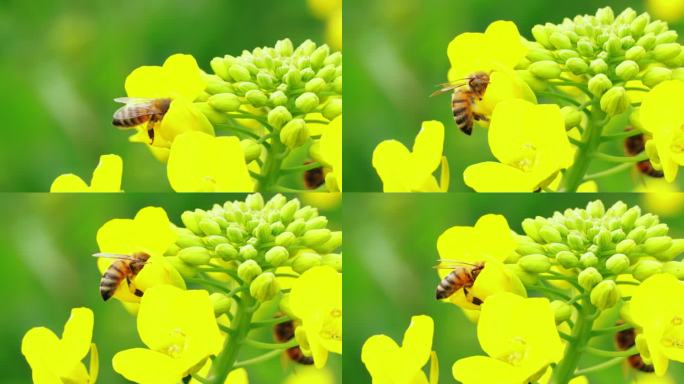 蜜蜂在春天油菜花上飞舞采蜜慢镜头