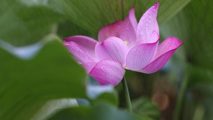 雨中荷花