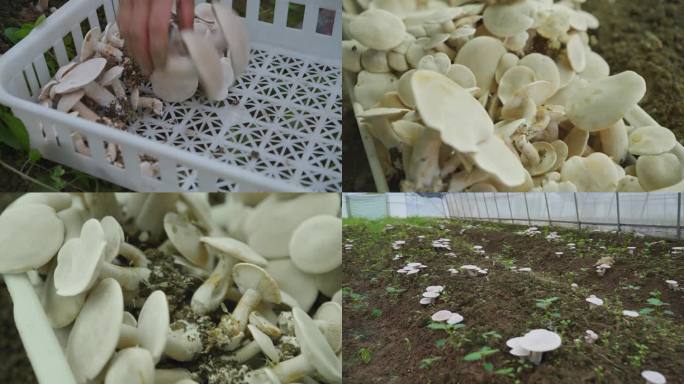采菌子 蘑菇 农业 大棚