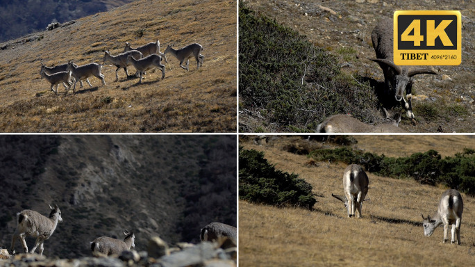 藏岩羊 青羊 野生动物 犄角 动物 奔跑