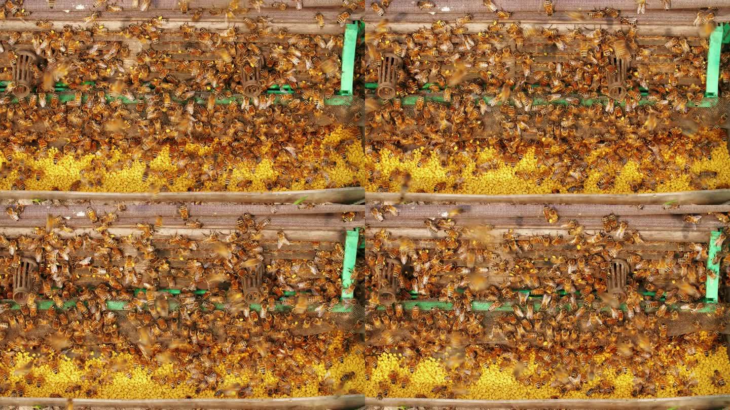 蜂巢边密密麻麻的蜜蜂进进出出，花粉收集