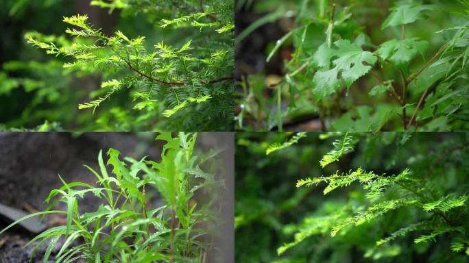 森林雨后 唯美植物 小清新