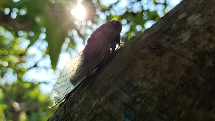 树上的蝉蝉鸣夏天蝉爬行蝉树干蝉叫夏日蝉鸣