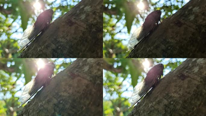 树上的蝉蝉鸣夏天蝉爬行蝉树干蝉叫夏日蝉鸣
