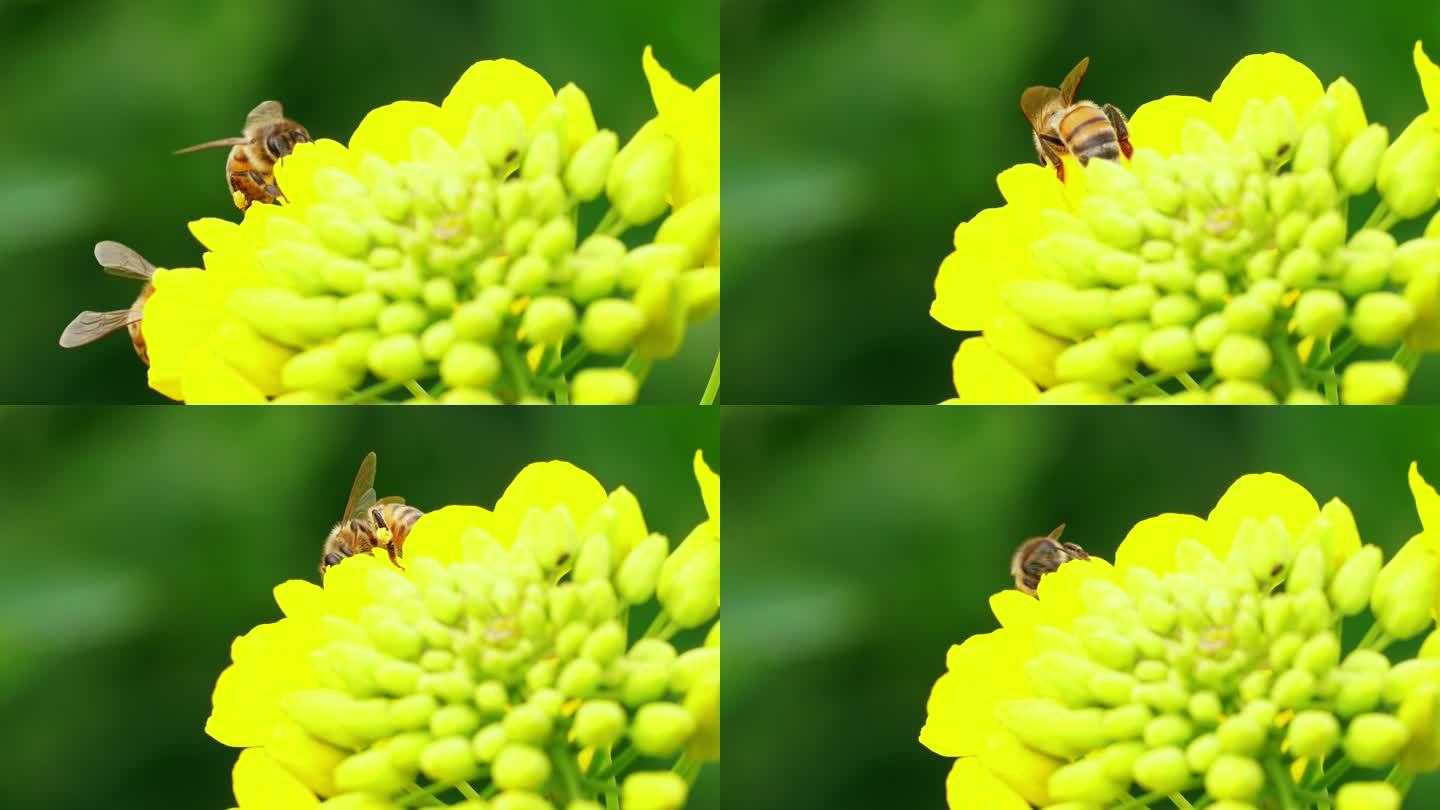 蜜蜂在春天的田野里飞舞采蜜慢镜头