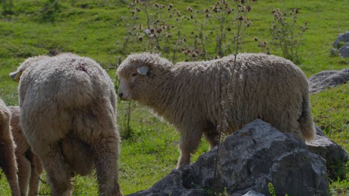 绵羊 农场 羊群 羔羊