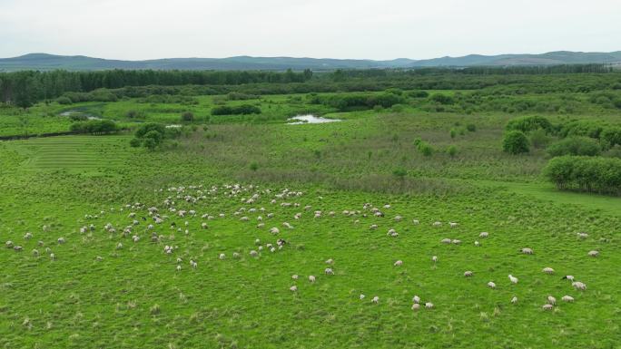航拍绿色原野草甸羊群