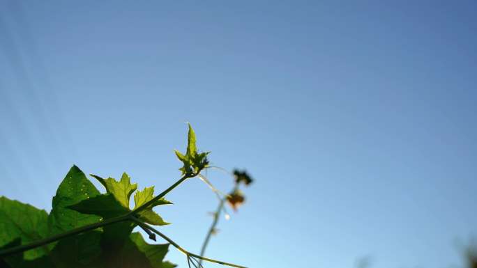 夏天夏日素材清晨丝瓜花蜜蜂及竹林玉米