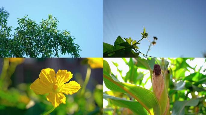 夏天夏日素材清晨丝瓜花蜜蜂及竹林玉米