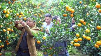 乡村产业实景拍摄 金黄的橘子挂满枝头视频素材