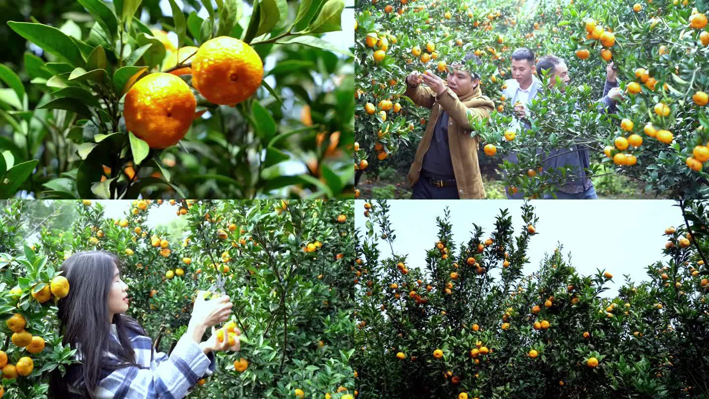 乡村产业实景拍摄 金黄的橘子挂满枝头