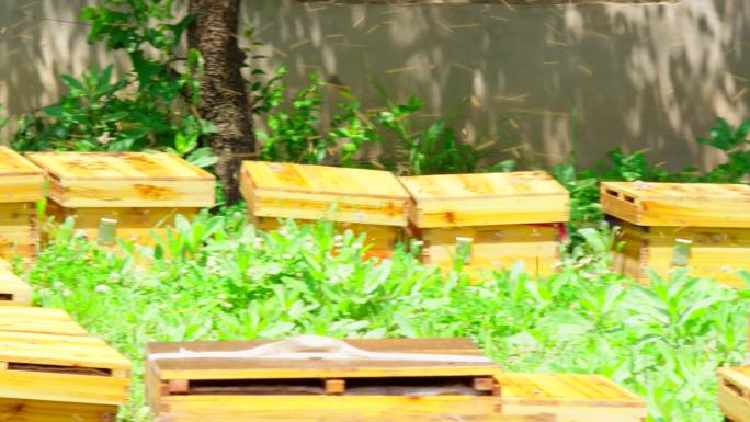 蜂蜜蜂场蜜蜂养殖4k