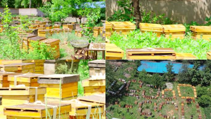 蜂蜜蜂场蜜蜂养殖4k