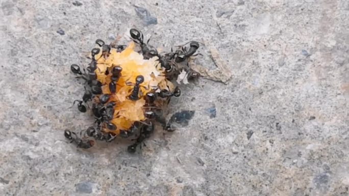 蚂蚁吃食物实拍素材11