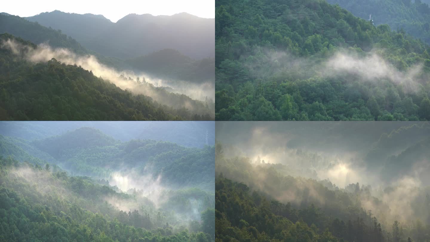 森林晨雾  云雾缭绕  仙气飘飘