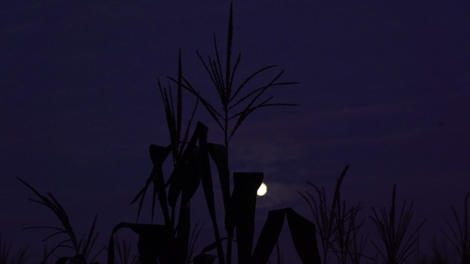 4K玉米地夜空月亮云朵