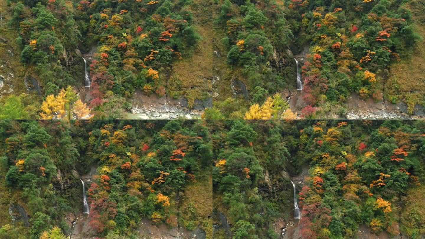 航拍秋天川西彩林瀑布自然风景