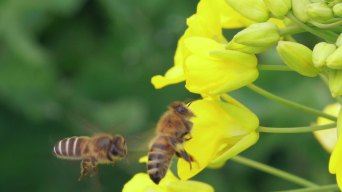 蜜蜂在春天油菜花上飞舞采蜜慢镜头视频素材