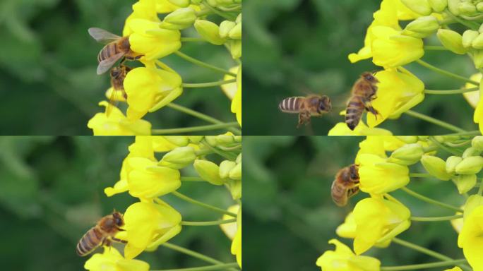 蜜蜂在春天油菜花上飞舞采蜜慢镜头
