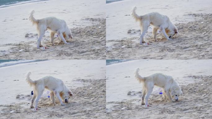 拉不拉多犬金毛狗沙滩拱沙