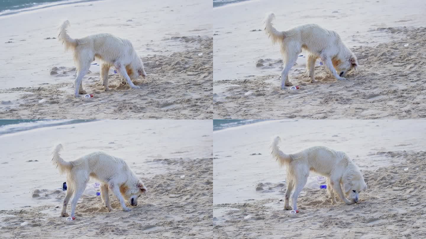 拉不拉多犬金毛狗沙滩拱沙