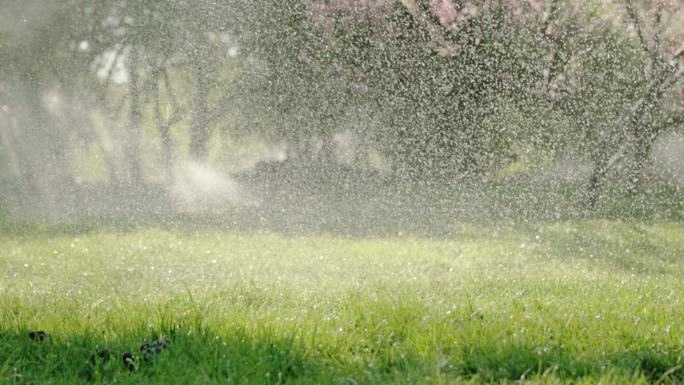 大水霖霖 花草 喷灌 阳光 4K 升格