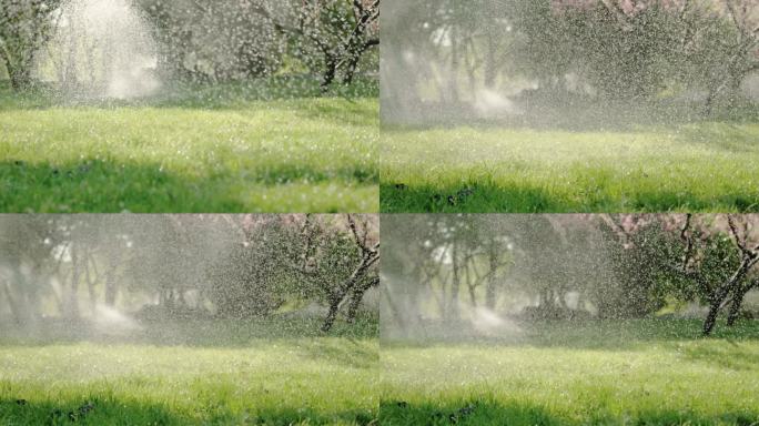 大水霖霖 花草 喷灌 阳光 4K 升格