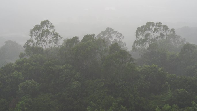 森林狂风暴雨风吹打树木下雨天树林树枝摇摆