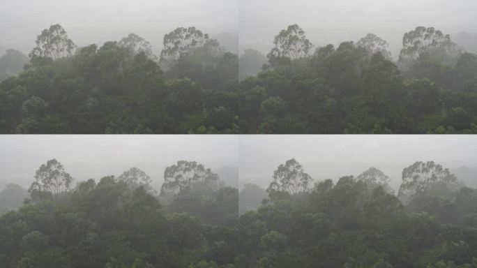 森林狂风暴雨风吹打树木下雨天树林树枝摇摆