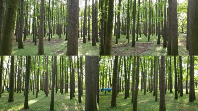 上海共青森林公园上海杨浦共青公园4K航拍