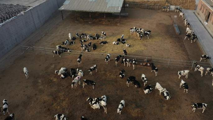 宁夏平吉堡奶牛一场养殖园区近景