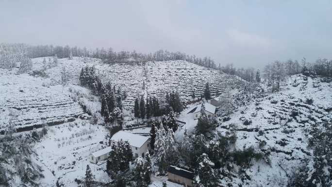 4K航拍安鸡坪茶山雪景