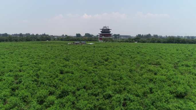 龙冈桃花园观景台