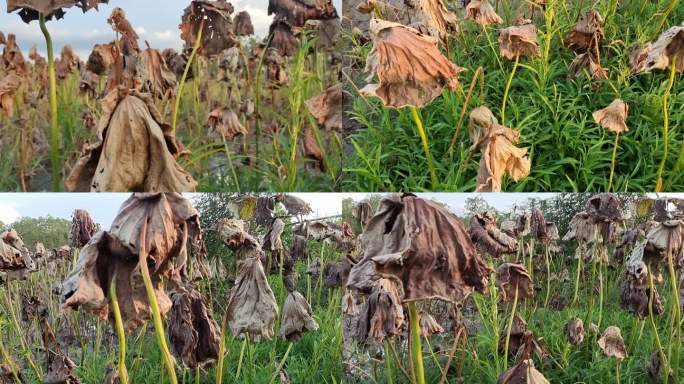 荷花池塘 残荷花叶 夕阳余辉照残荷